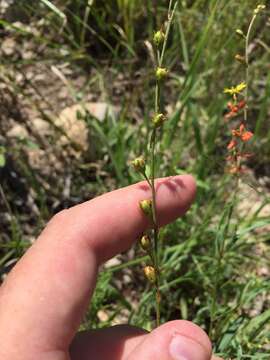 Image of narrowleaf goldshower