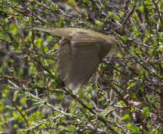 Plancia ëd Phylloscopus trochiloides (Sundevall 1837)