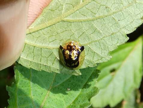 Deloyala fuliginosa (Olivier 1790)的圖片