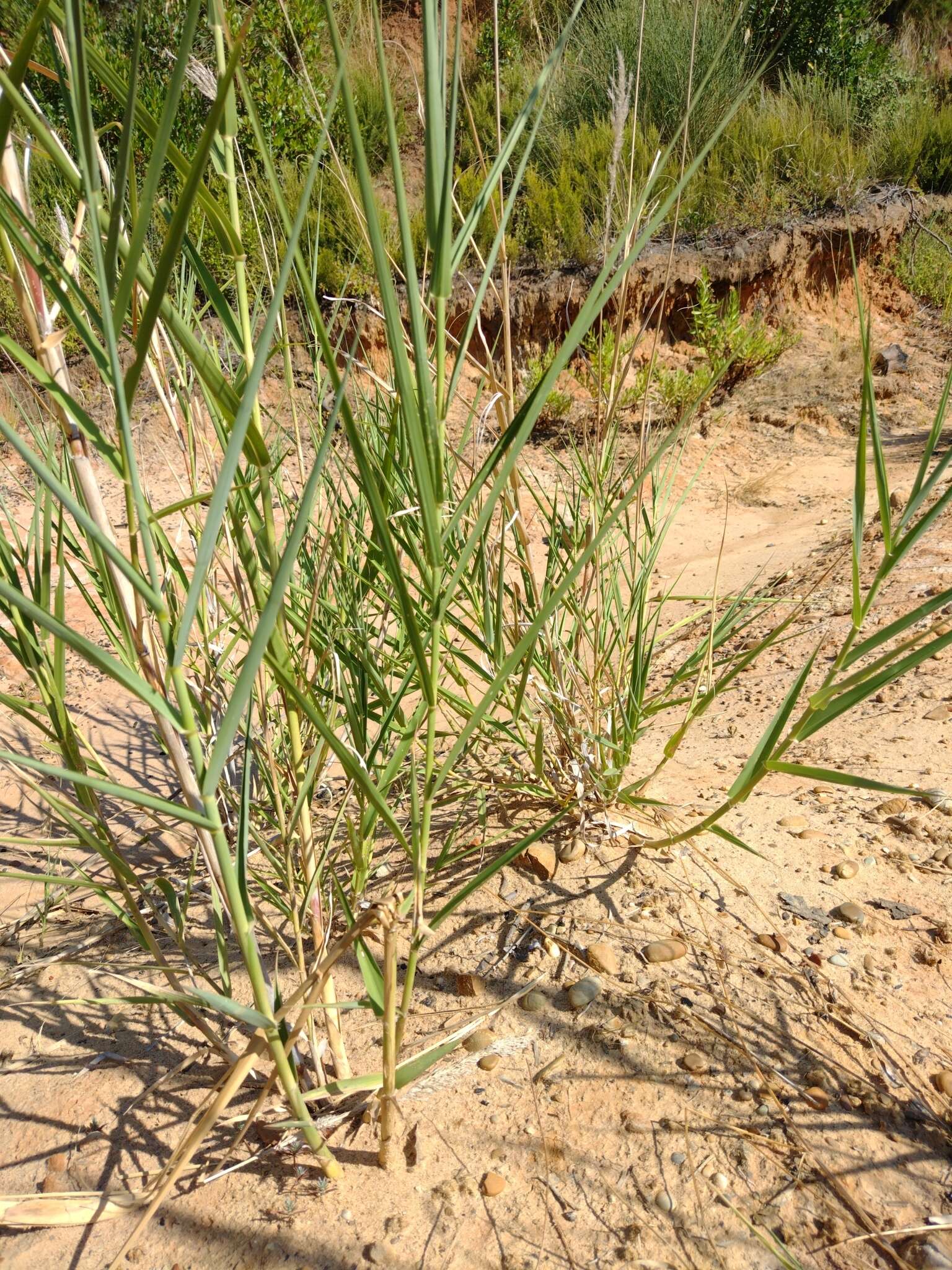 Image of Arundo plinii Turra