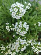 Plancia ëd Lobularia maritima subsp. maritima