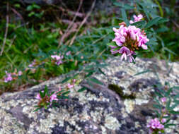 Lespedeza virginica (L.) Britton的圖片