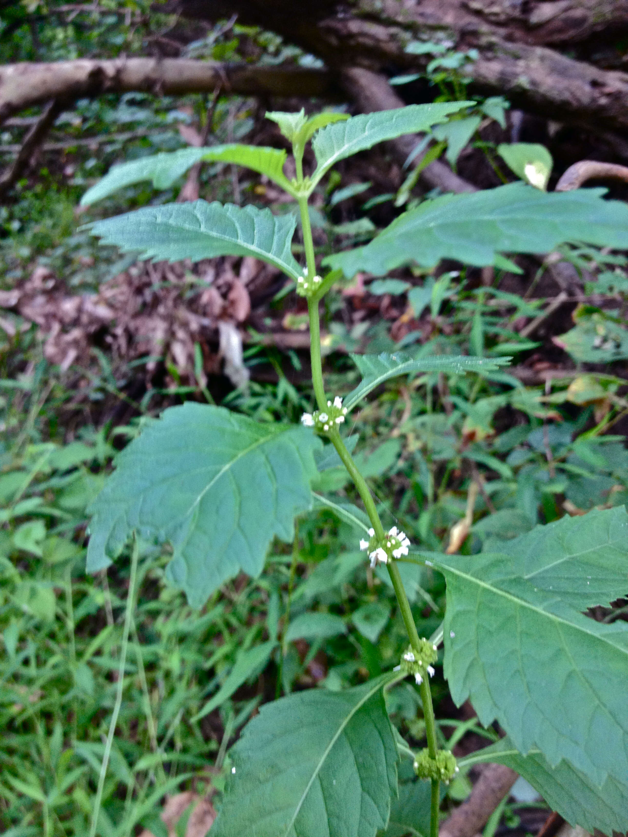 Image of Virginia water horehound