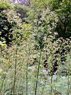 Image of Canadian Horseweed