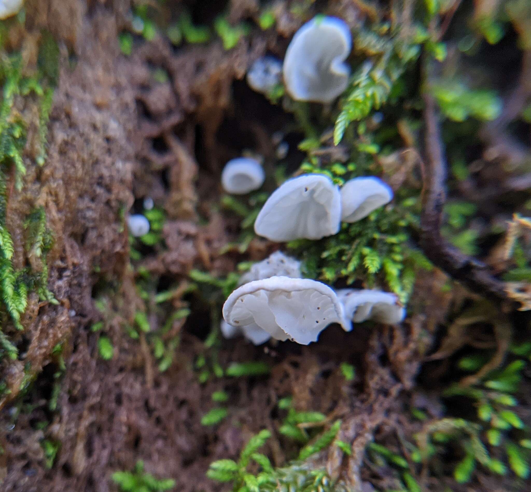 Image de Rimbachia bryophila (Pers.) Redhead 1984