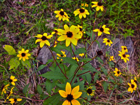 Image of browneyed Susan