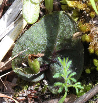 Image de Corybas oblongus (Hook. fil.) Rchb. fil.