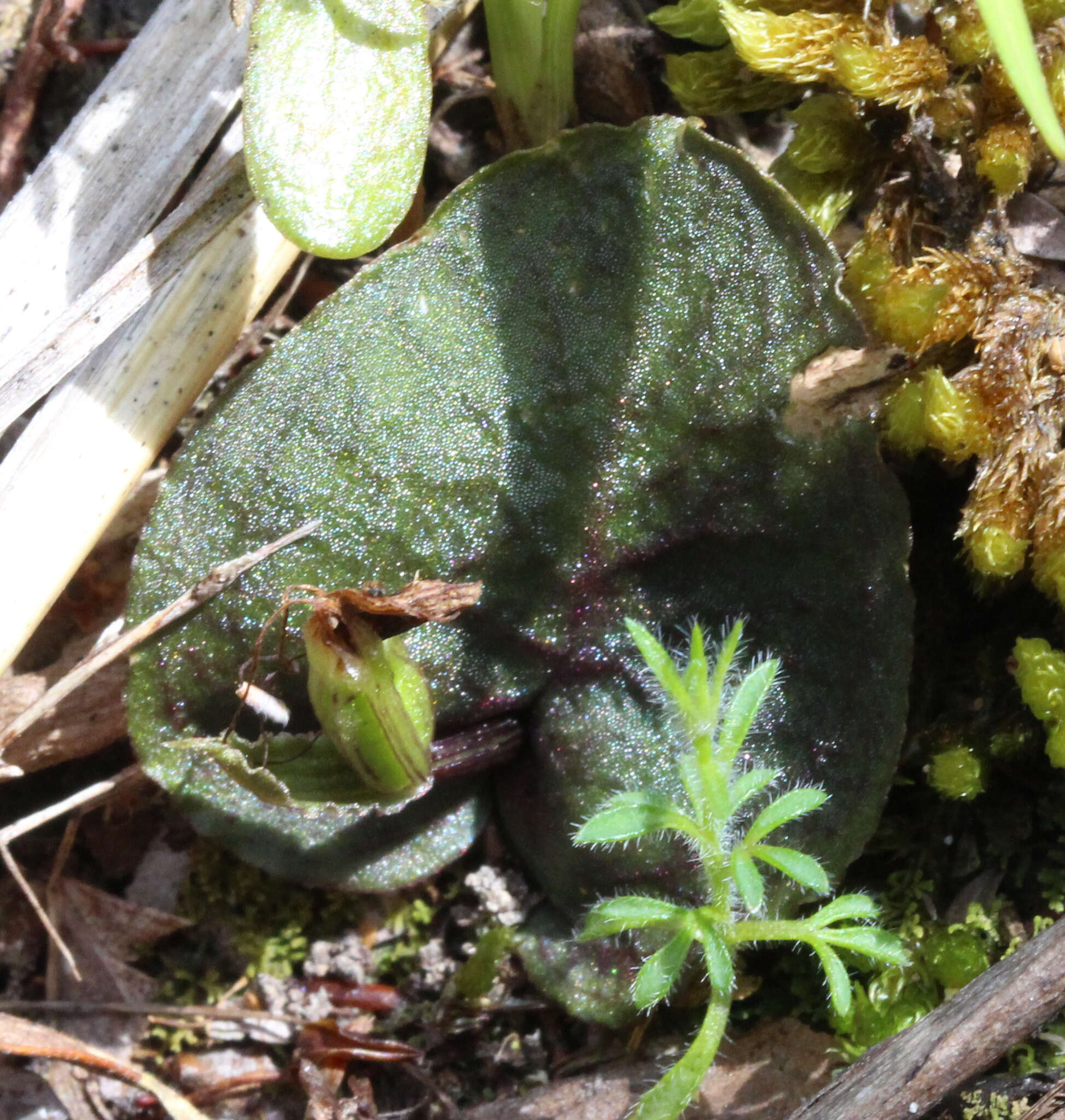 Image de Corybas oblongus (Hook. fil.) Rchb. fil.