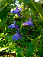 Слика од Lobelia siphilitica L.