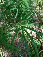 Image of Cyperus alternifolius subsp. flabelliformis Kük.