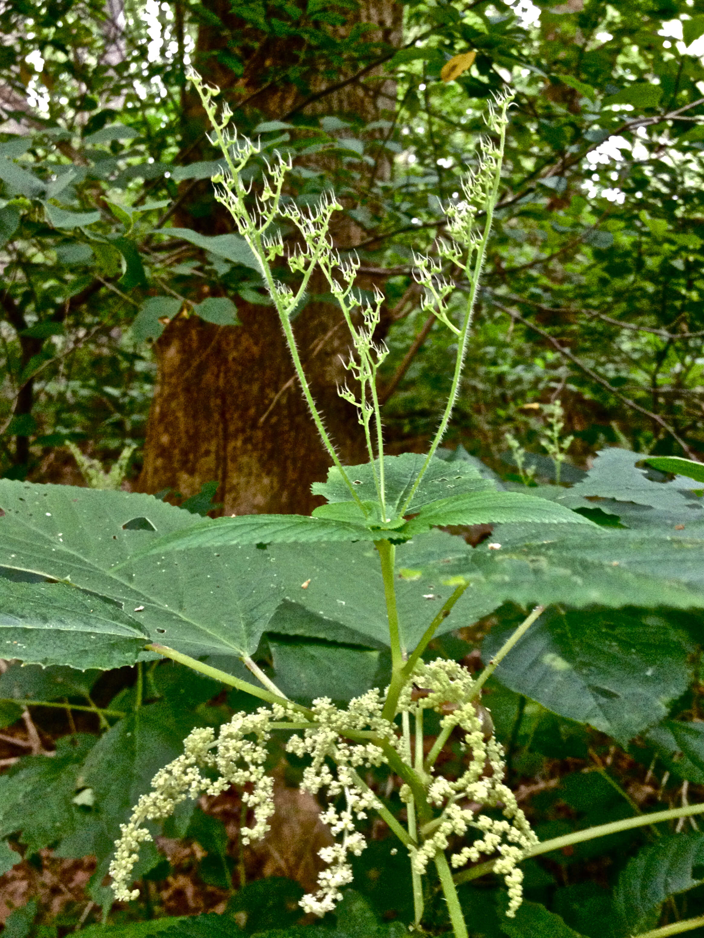 Image of Canadian woodnettle