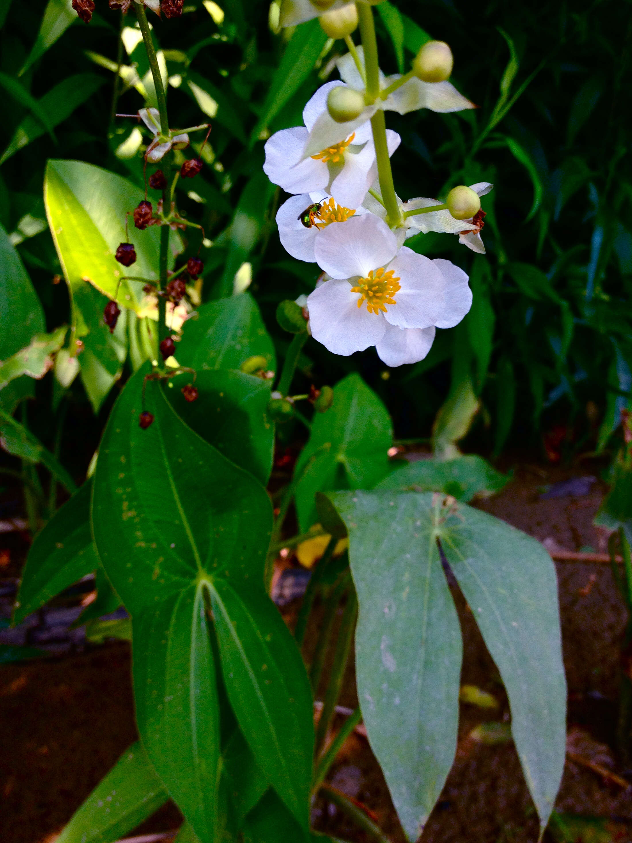 Sagittaria latifolia Willd. resmi