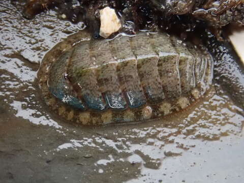 Image of Lepidochitona cinerea (Linnaeus 1767)