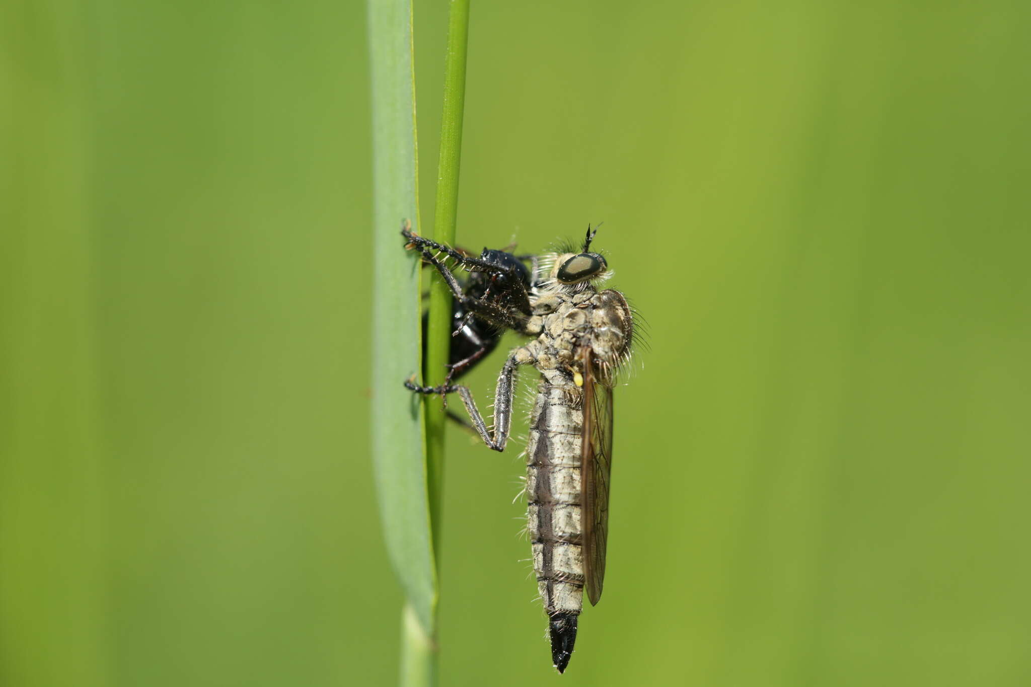 صورة Dysmachus fuscipennis (Meigen 1820)