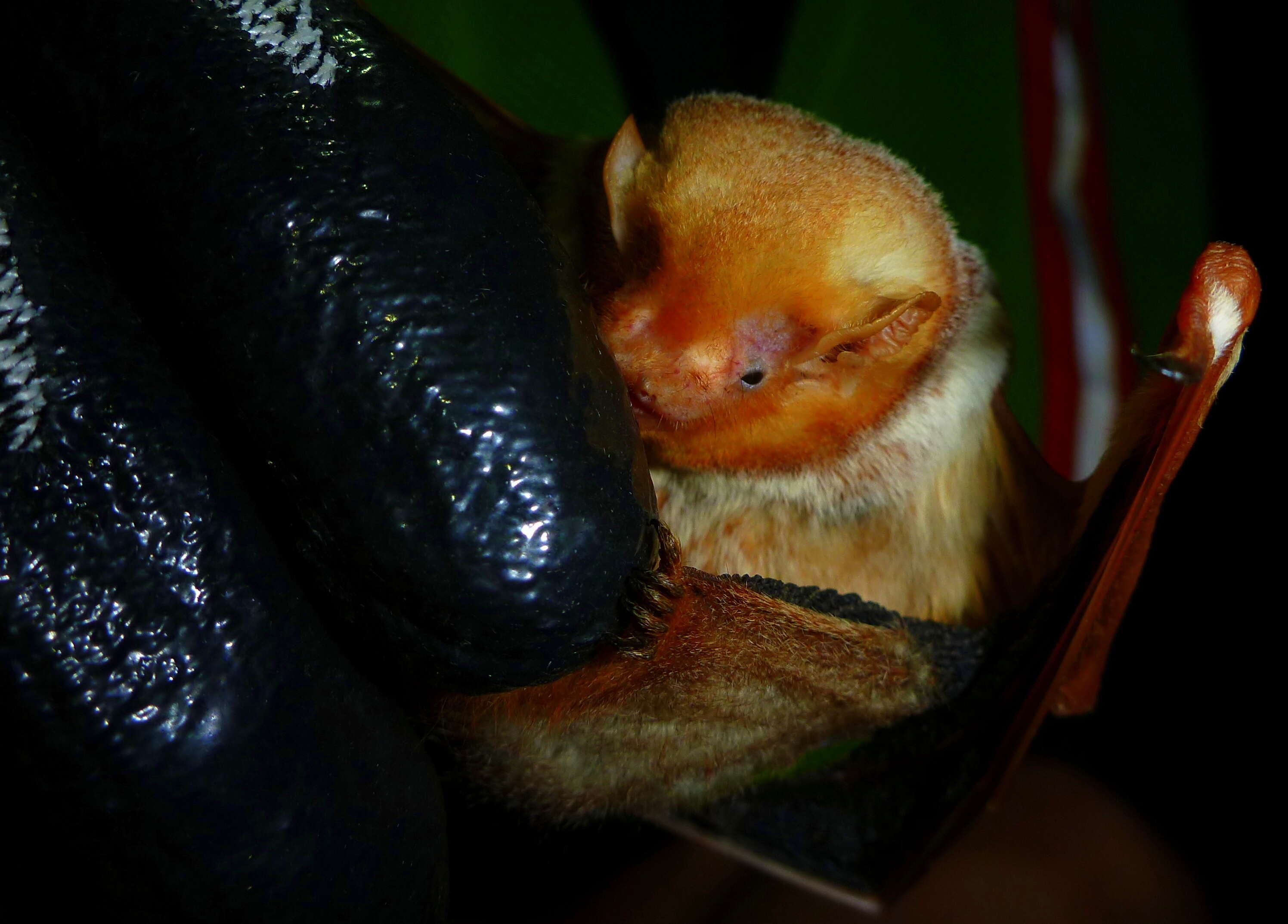 Image de Chauve-souris rousse