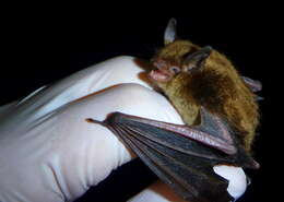 Image of little brown bat