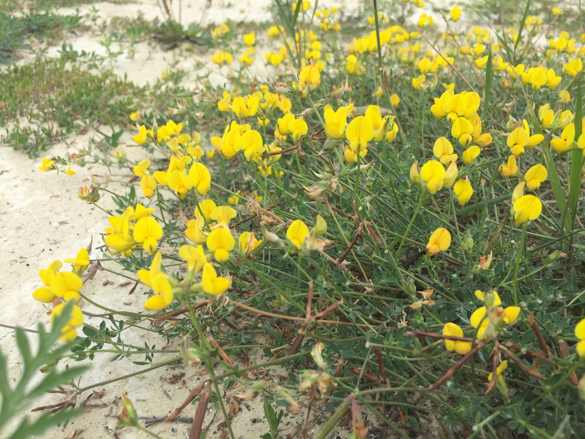 Image of Lotus stepposus Kramina