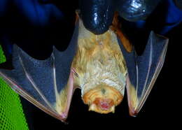 Image de Chauve-souris rousse