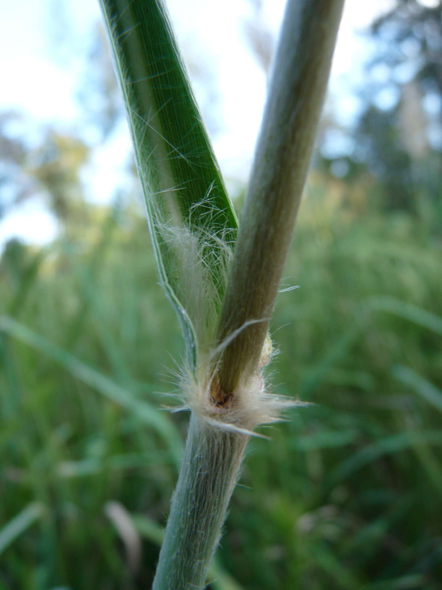 Image of Giant Plume Grass