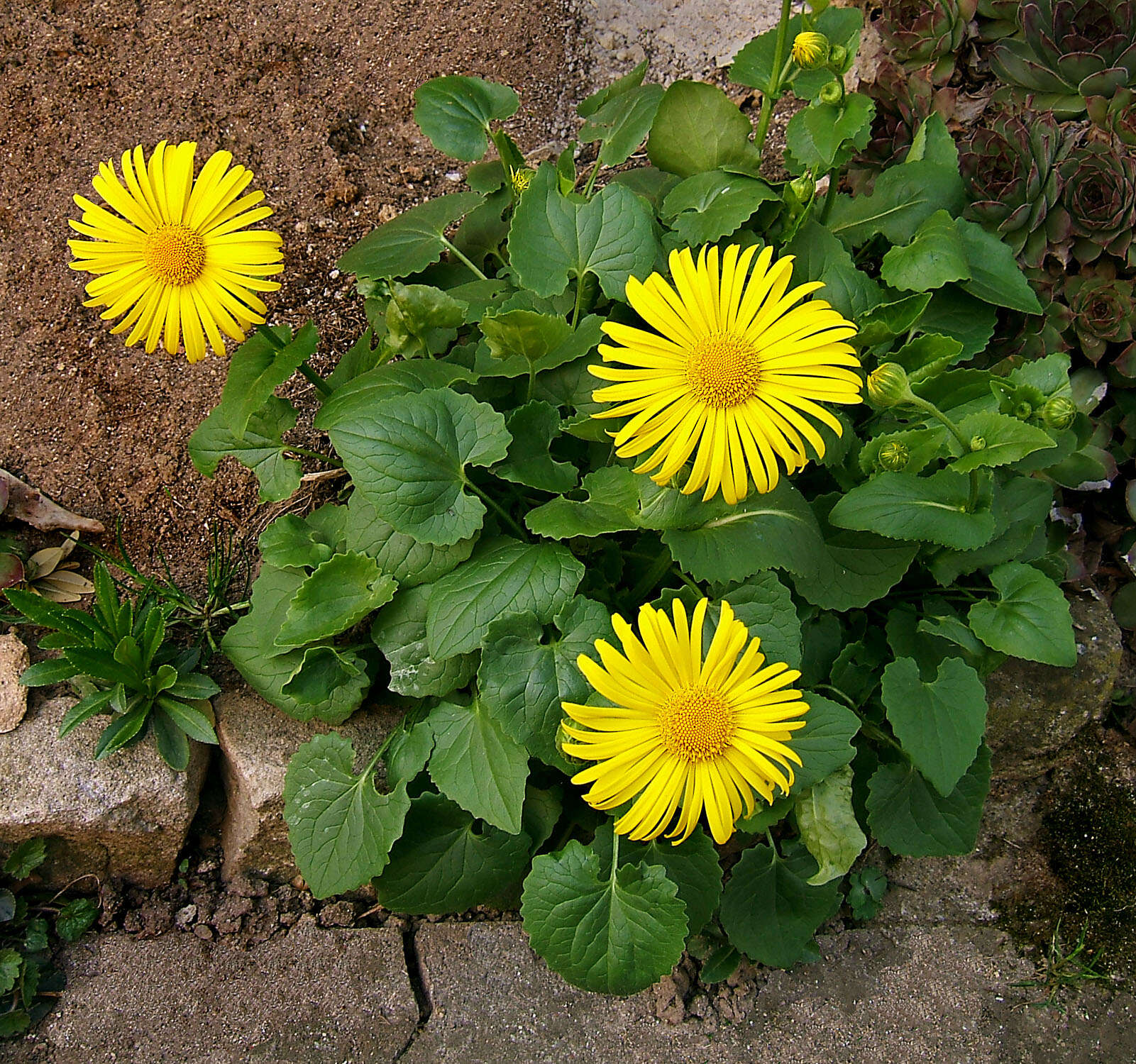 Imagem de Doronicum orientale Hoffm.