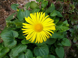 Imagem de Doronicum orientale Hoffm.