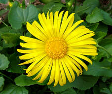 Imagem de Doronicum orientale Hoffm.