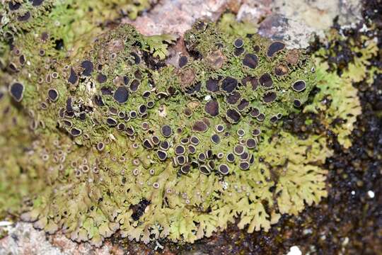 Image of fringed lichen