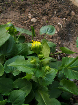 Image de Doronicum orientale Hoffm.