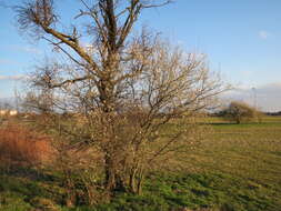 Image of Cherry Plum