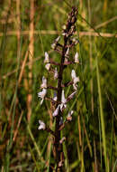 Disa aconitoides subsp. concinna (N. E. Br.) H. P. Linder resmi