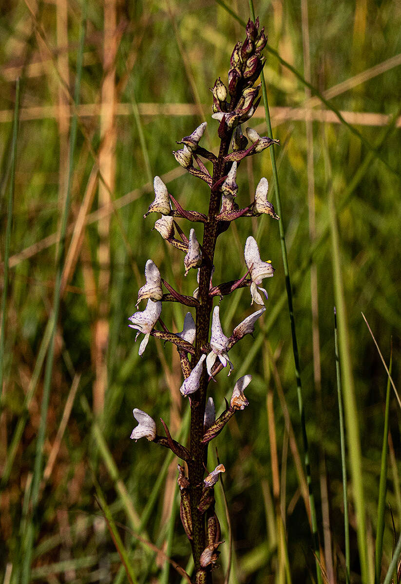 Disa aconitoides subsp. concinna (N. E. Br.) H. P. Linder resmi