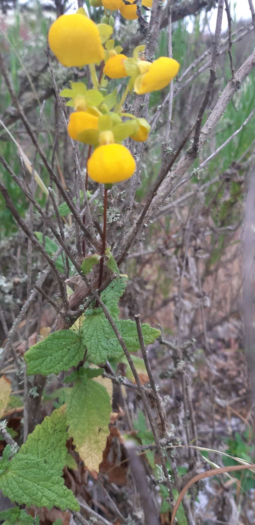 Image of Calceolaria collina Phil.