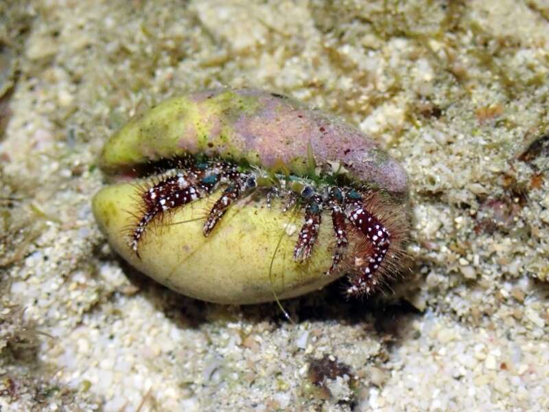 Image of Bluespot maroon hermit crab