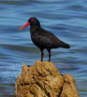 Image of African Black Oystercatcher