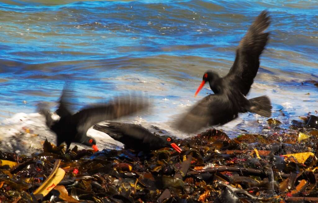 Image of African Black Oystercatcher