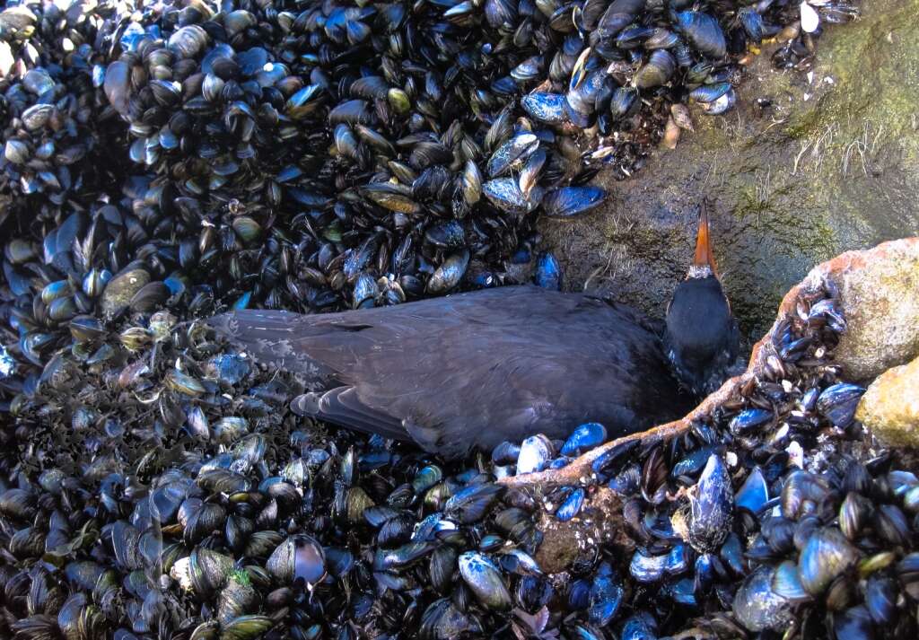 Image of African Black Oystercatcher