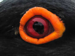 Image of African Black Oystercatcher