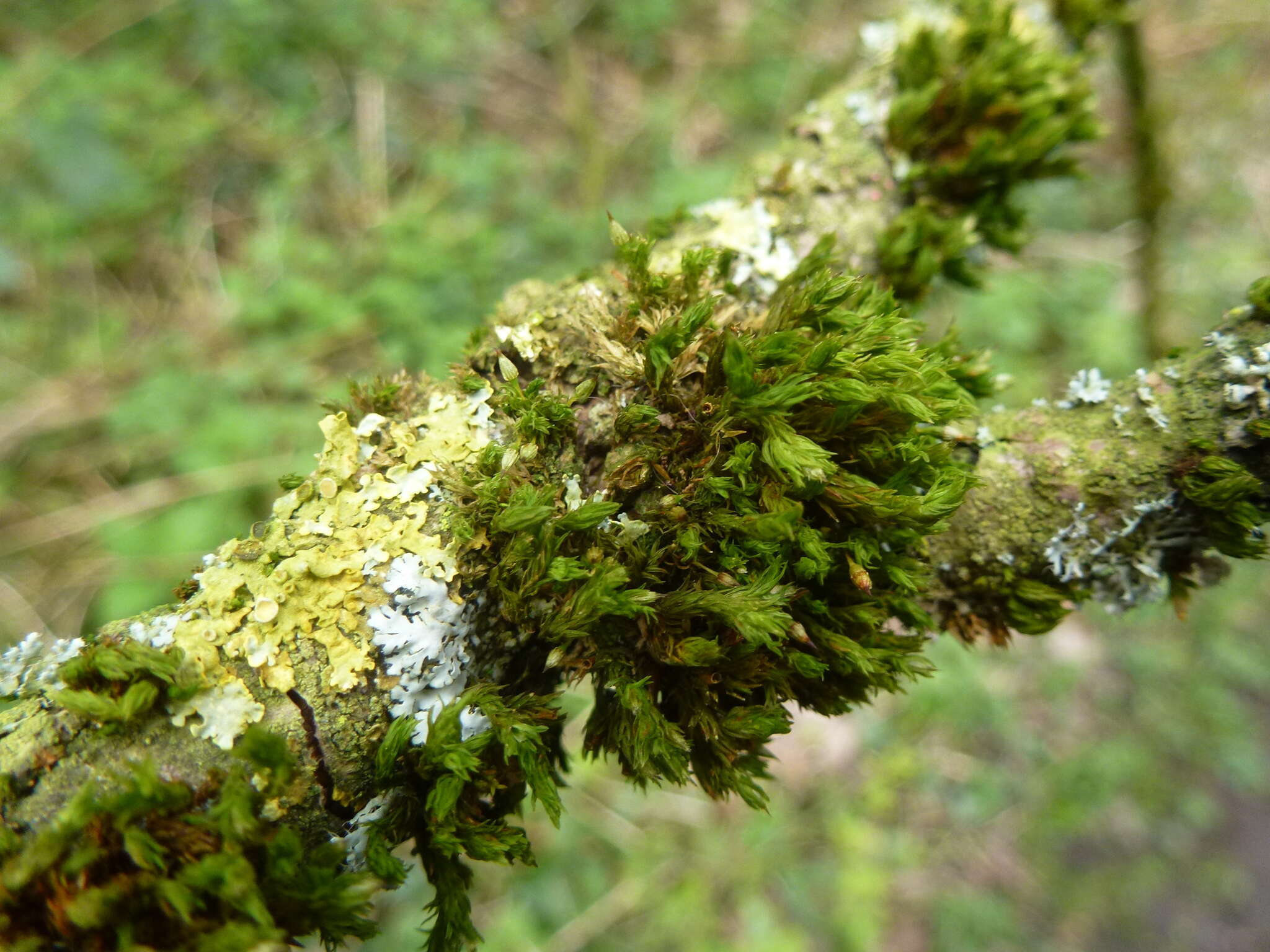 Image of orthotrichum moss