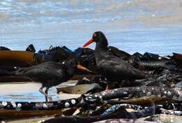 Image of African Black Oystercatcher