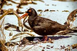 Image of African Black Oystercatcher