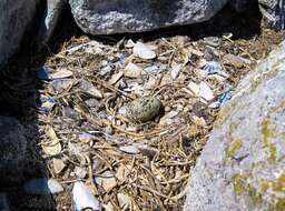 Image of African Black Oystercatcher