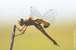 Image of Red Saddlebags