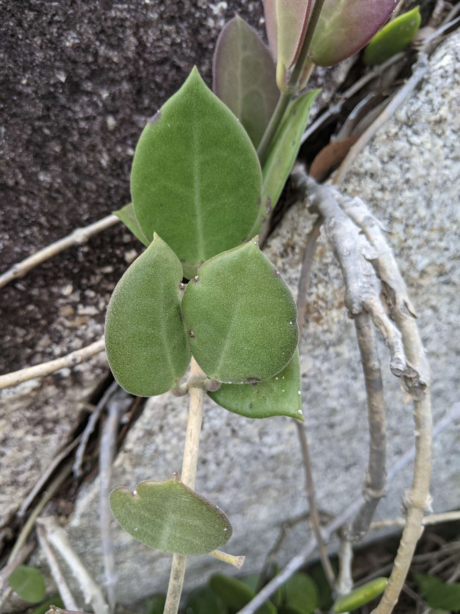 Слика од Hoya australis R. Br. ex Traill