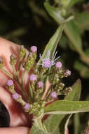 Слика од Chromolaena tunariensis (Hieron.) R. King & H. Rob.