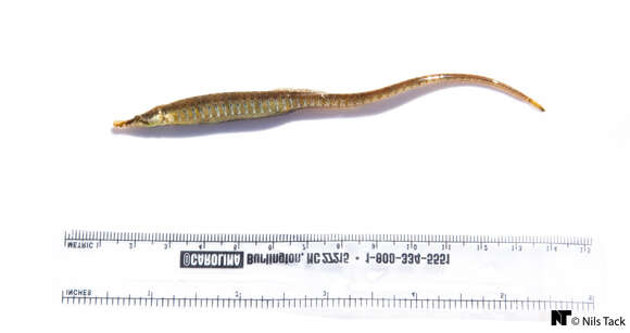 Image of American Gulf Pipefish