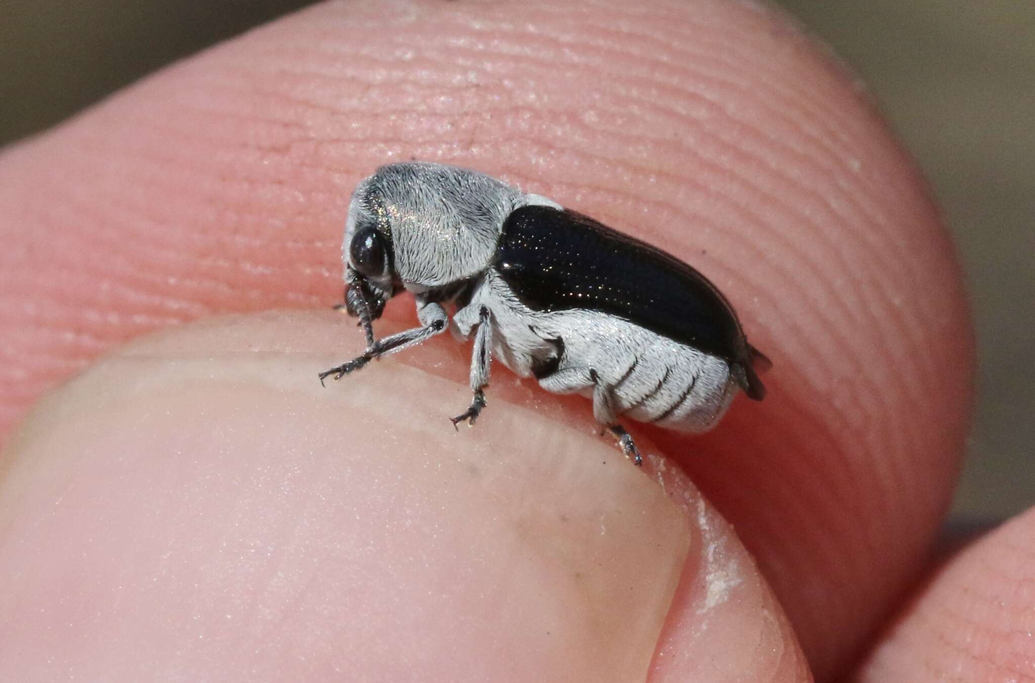 Plancia ëd Coscinoptera aeneipennis (J. L. Le Conte 1858)