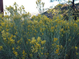 Image of Ericameria nauseosa var. mohavensis (Greene) G. L. Nesom & G. I. Baird