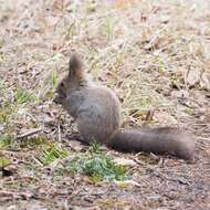 Слика од Sciurus vulgaris orientis Thomas 1906