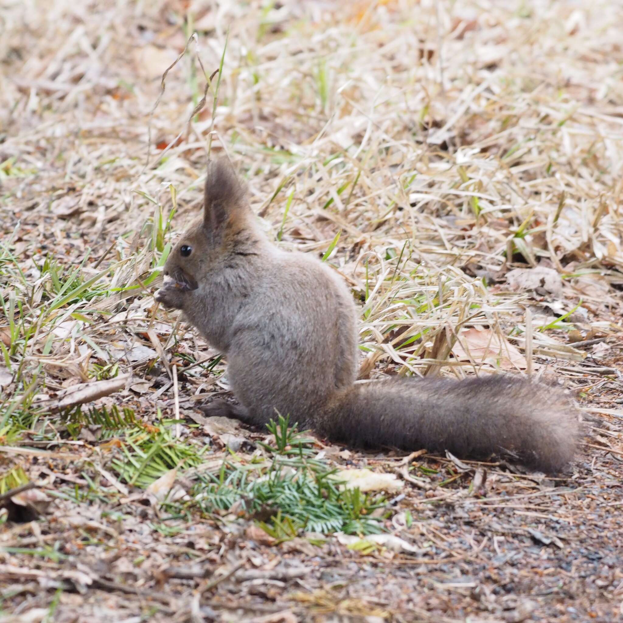 Image of Sciurus vulgaris orientis Thomas 1906