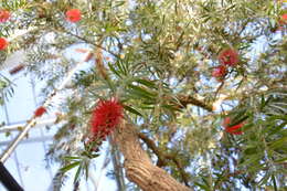 صورة Callistemon citrinus (Curtis) Skeels